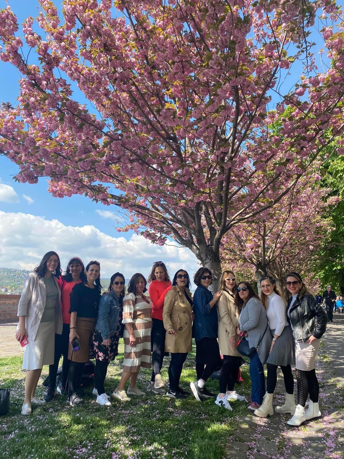 פריחת הדובדבן בודה